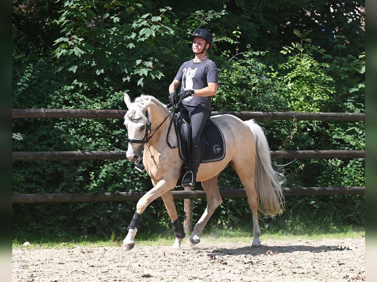 German Riding Pony Gelding 5 years 14,3 hh Palomino in Stuhr