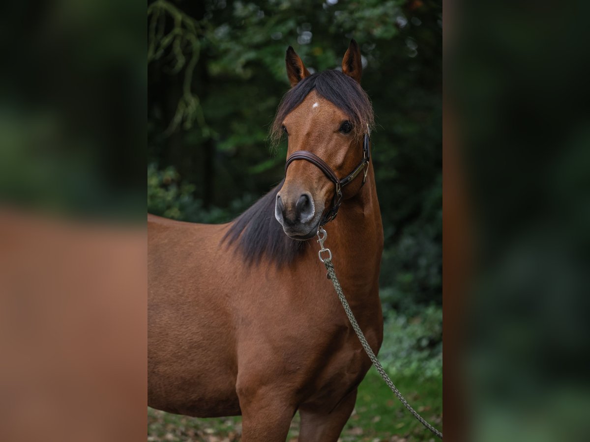 German Riding Pony Mix Gelding 5 years 14 hh Brown in Andervenne