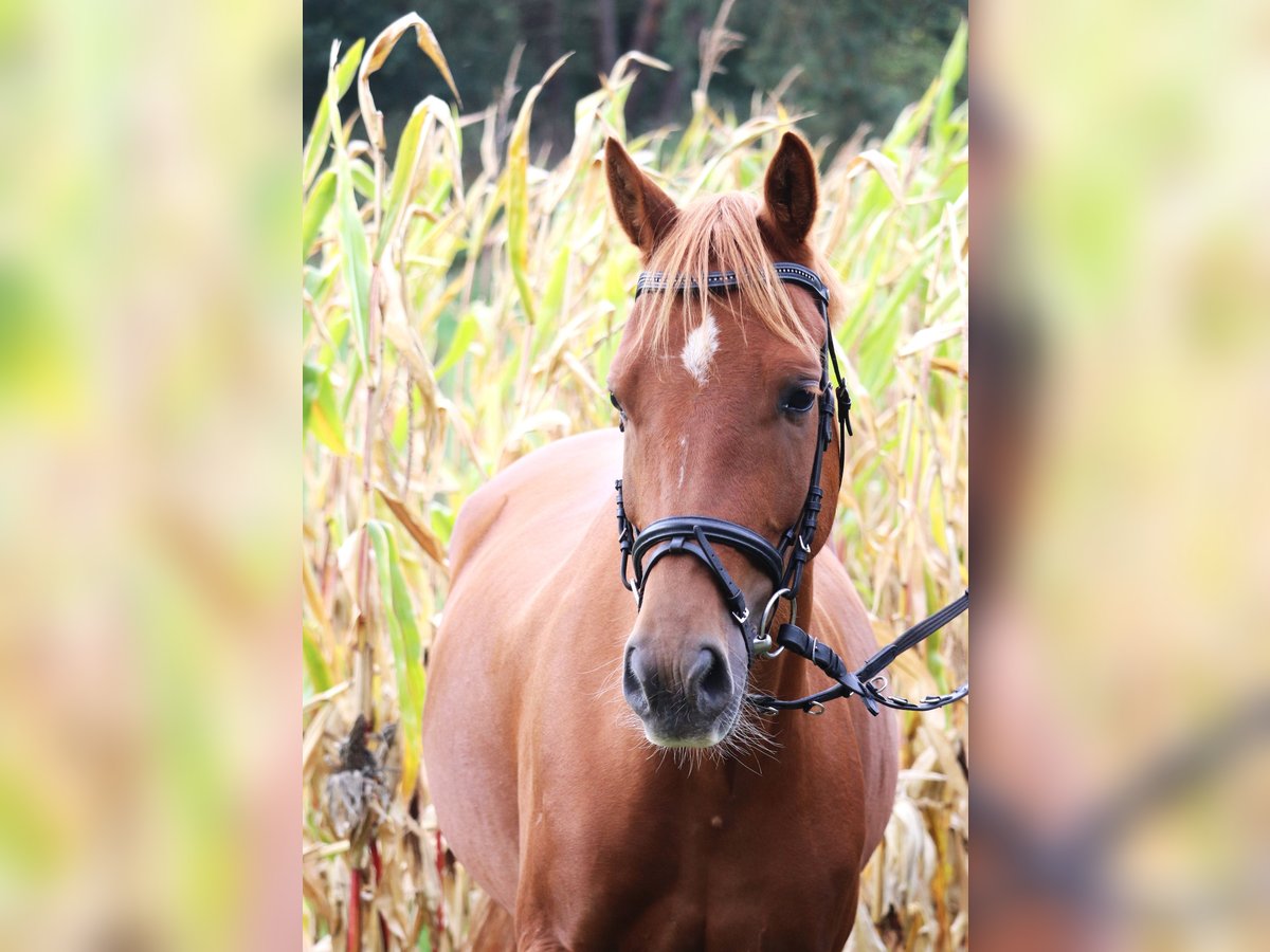 German Riding Pony Gelding 5 years 14,1 hh Chestnut-Red in uelsen