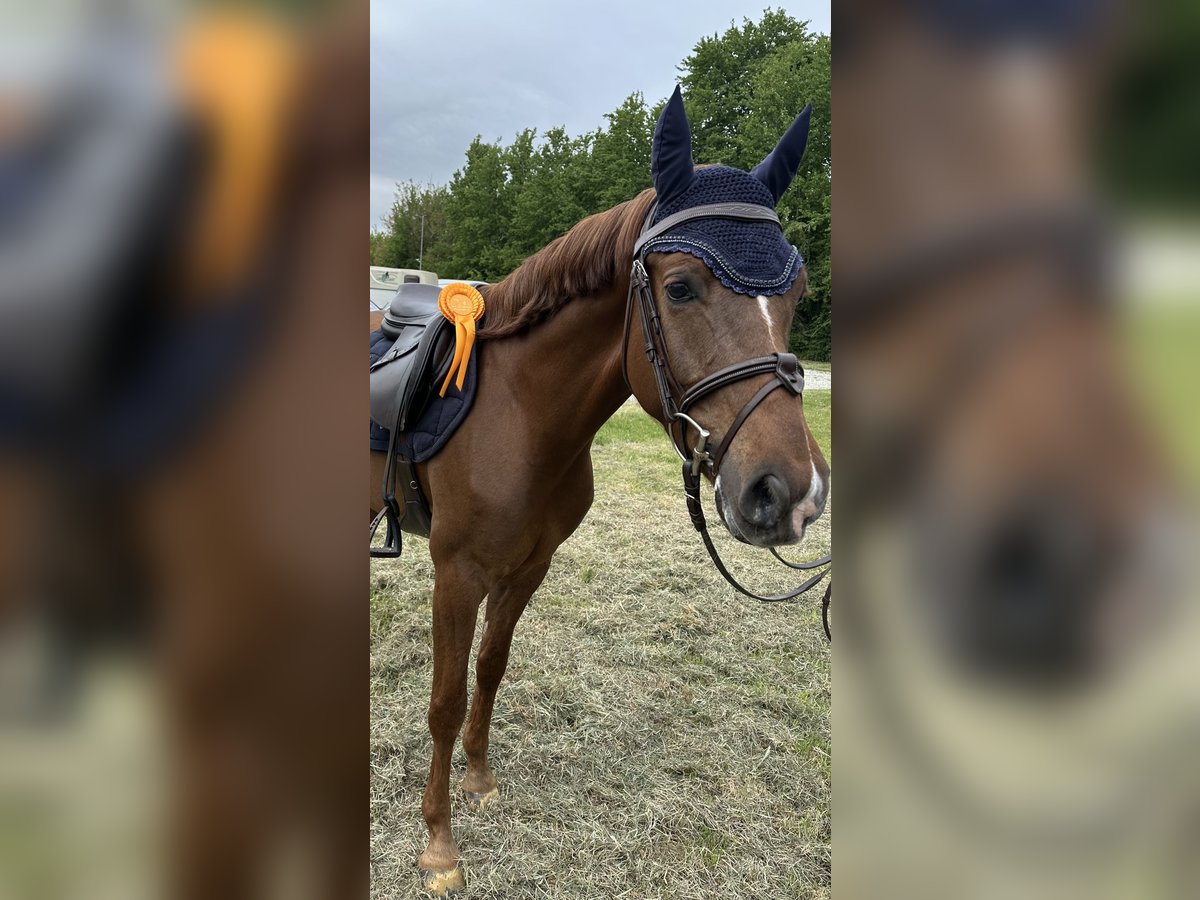 German Riding Pony Gelding 5 years 14,1 hh Chestnut in Lienen
