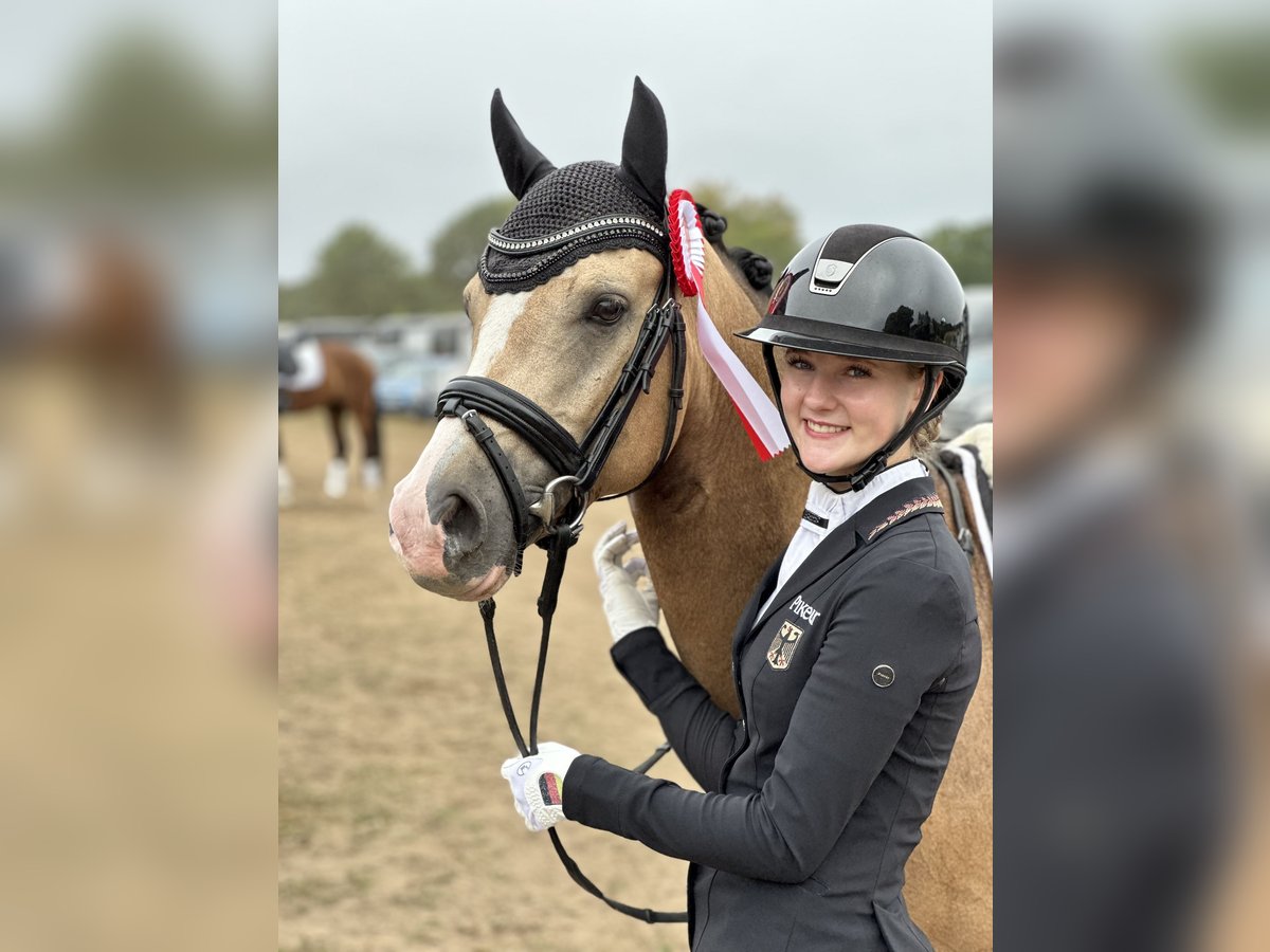 German Riding Pony Gelding 5 years 14,1 hh Dun in Duisburg German Riding Pony Gelding 5 years 14,1 hh Dun in Duisburg