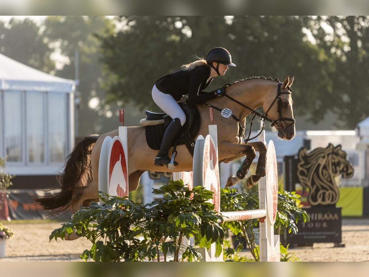 German Riding Pony Gelding 5 years 14,1 hh Dun in S&#xFC;derl&#xFC;gum