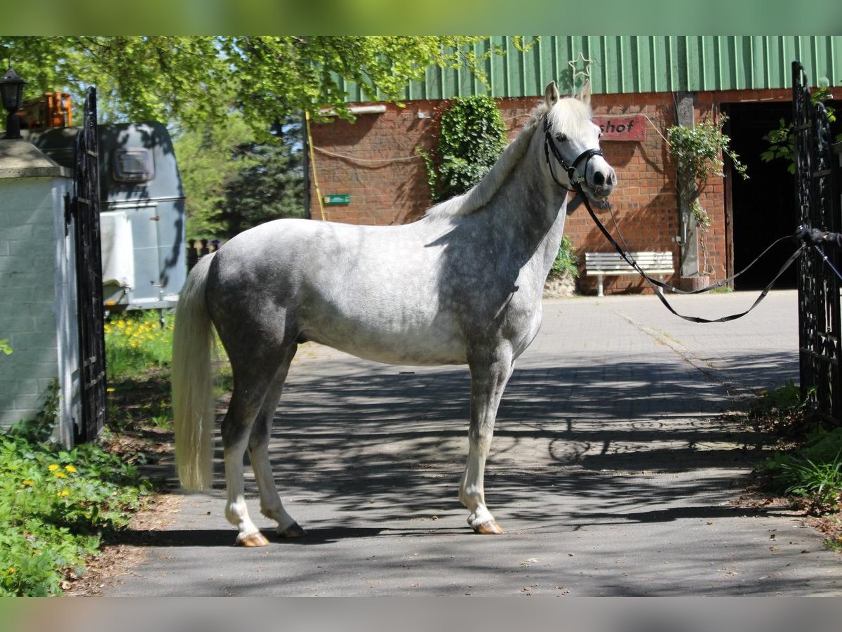 German Riding Pony Gelding 5 years 14,1 hh Gray-Dapple in Siek