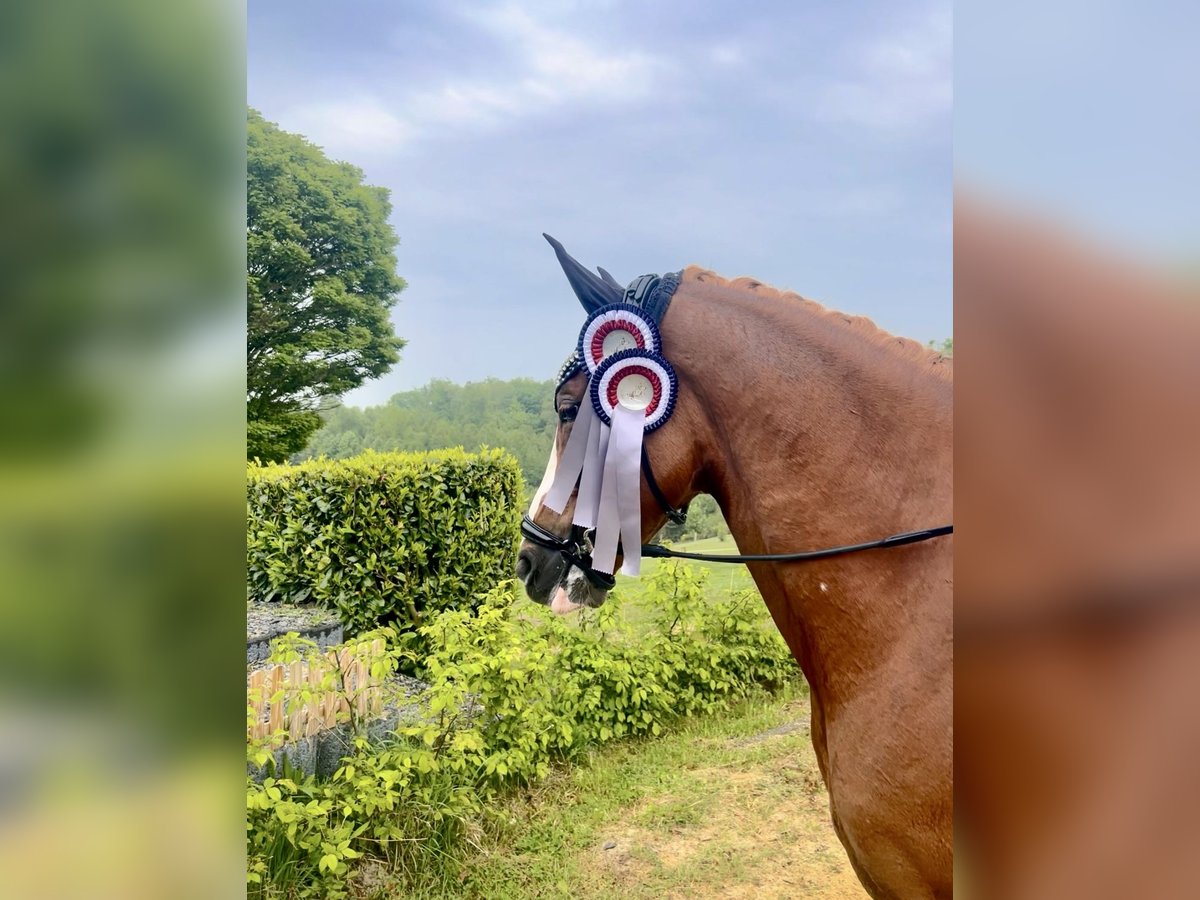 German Riding Pony Gelding 5 years 14,2 hh Chestnut-Red in Hagen