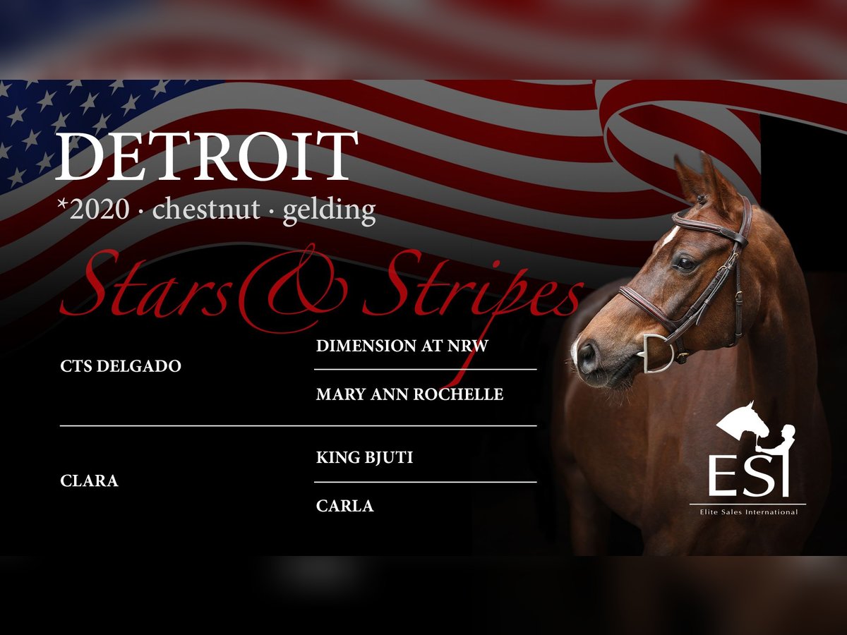 German Riding Pony Gelding 5 years 14,2 hh Chestnut-Red in Lastrup