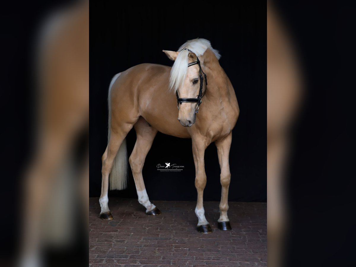 German Riding Pony Gelding 5 years 15,1 hh Palomino in Neuenkirchen-V&#xF6;rden