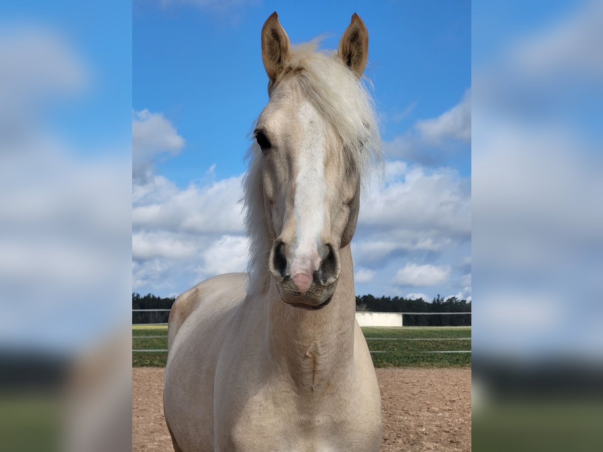 German Riding Pony Gelding 5 years 15 hh Palomino in Crailsheim