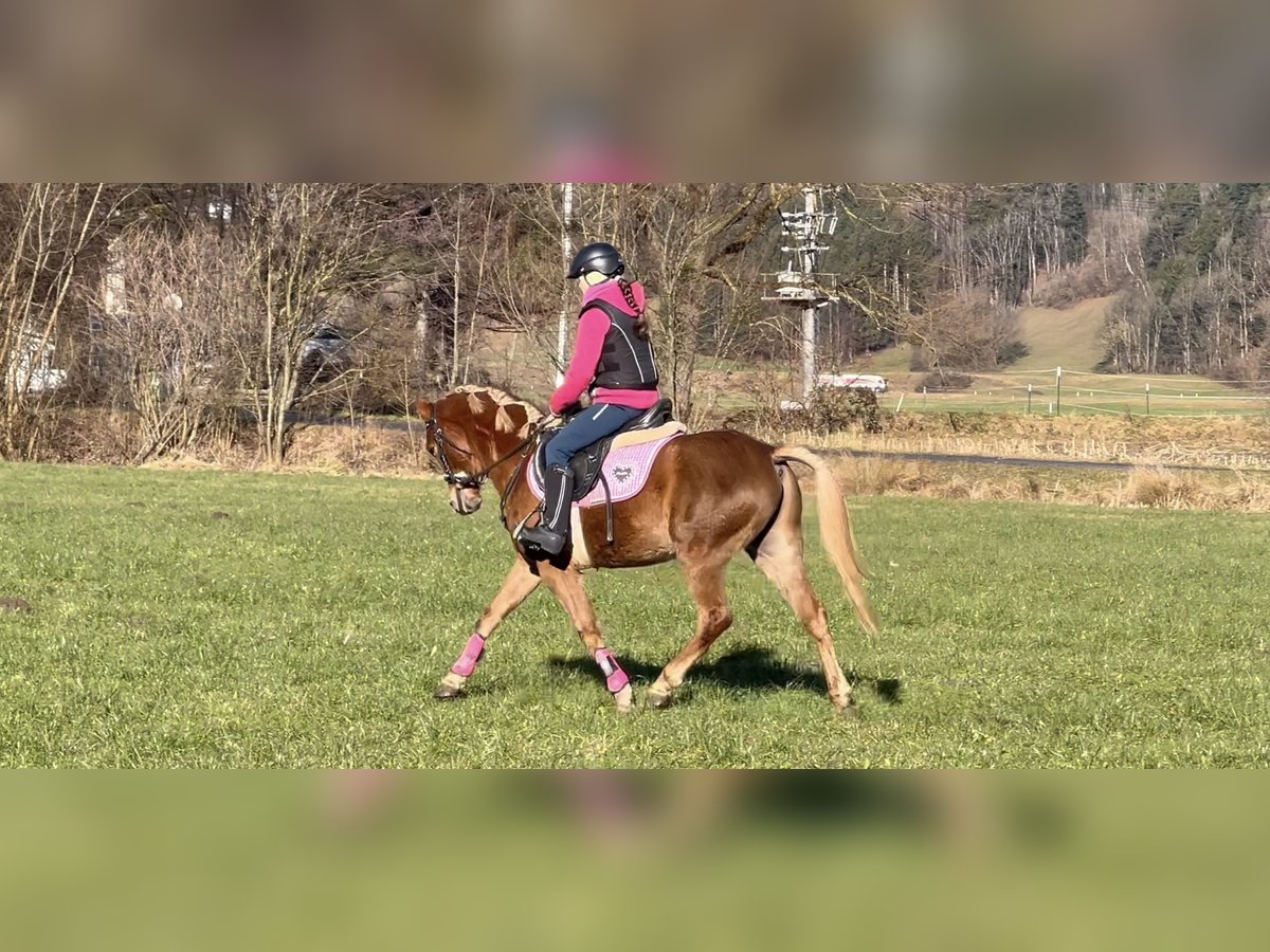 German Riding Pony Gelding 6 years 13,2 hh Chestnut-Red in Schlins