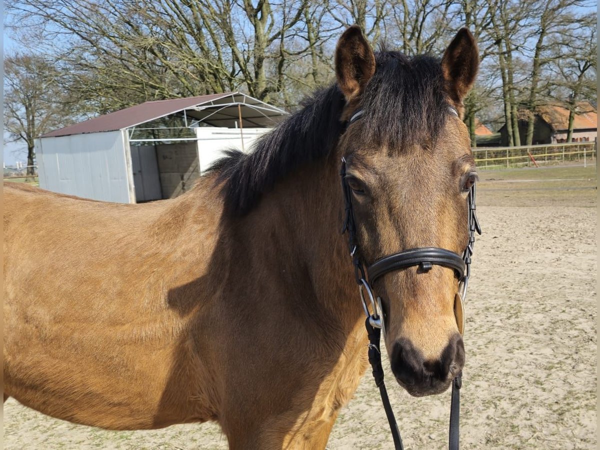 German Riding Pony Gelding 6 years 13,2 hh Dun in Straelen