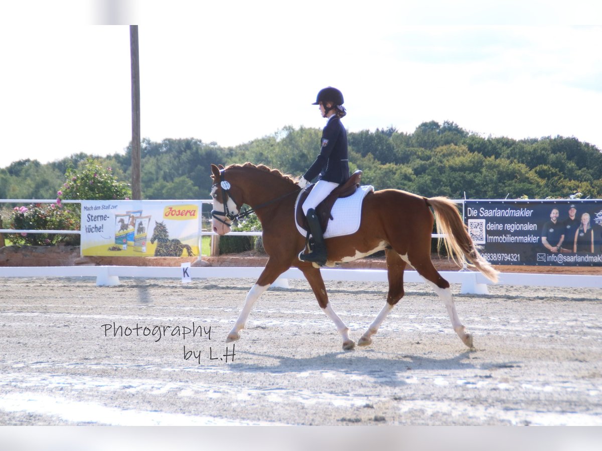 German Riding Pony Gelding 6 years 14,1 hh Chestnut-Red in Perl