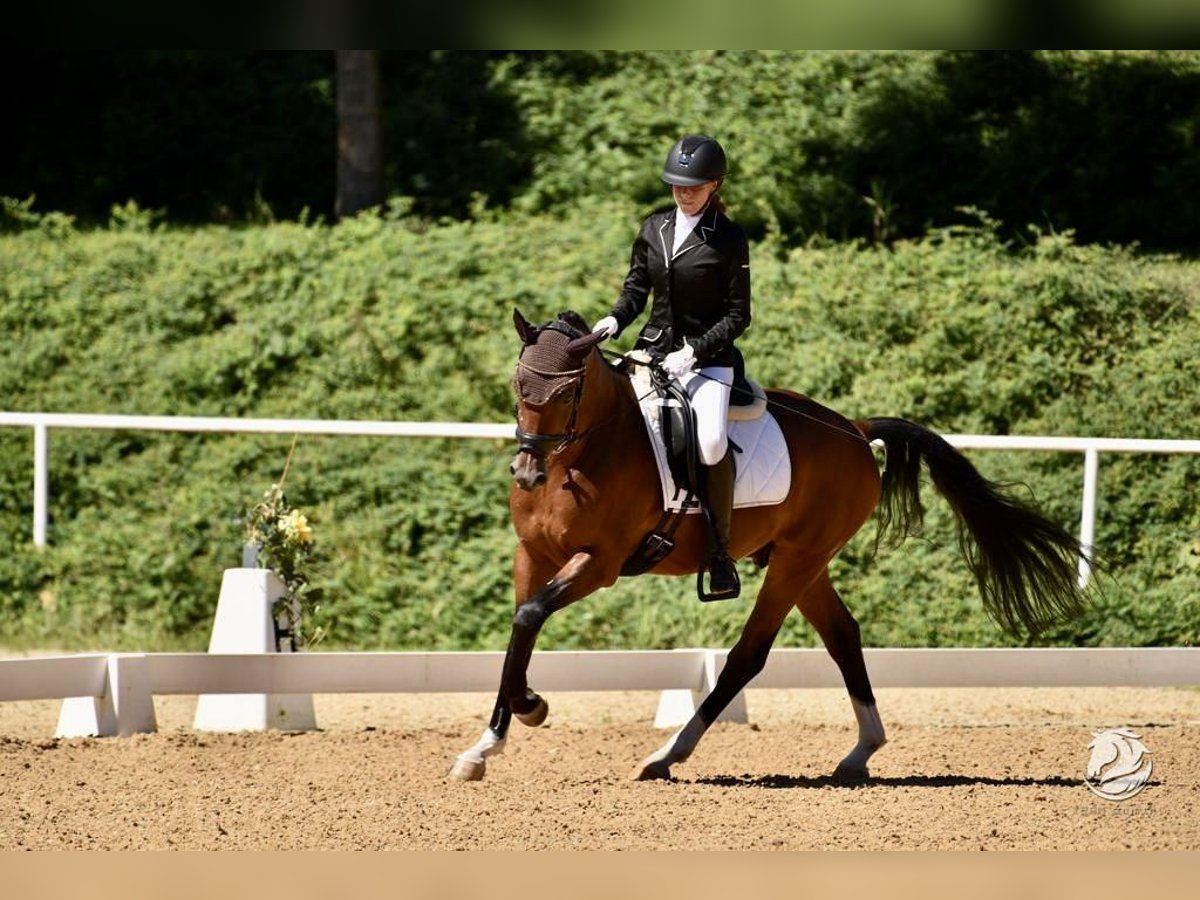 German Riding Pony Gelding 6 years 14,2 hh Brown in Schlierbach