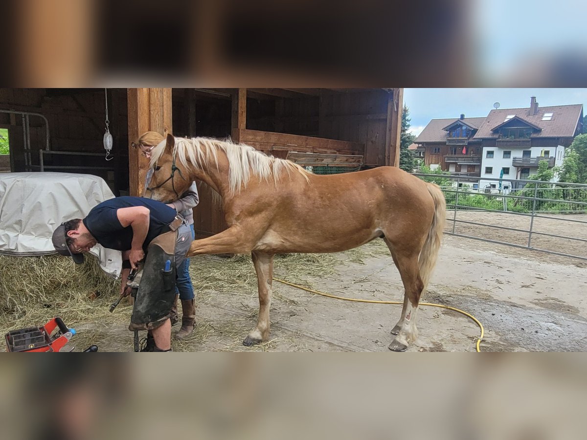 German Riding Pony Mix Gelding 6 years 14,2 hh Chestnut-Red in Sonthofen
