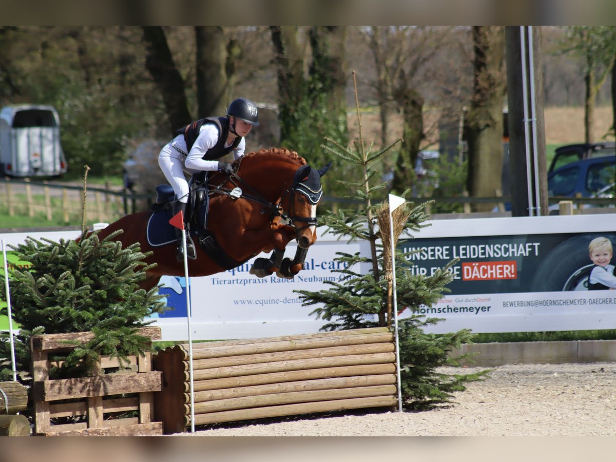 German Riding Pony Gelding 6 years 14,2 hh Chestnut-Red in Selm