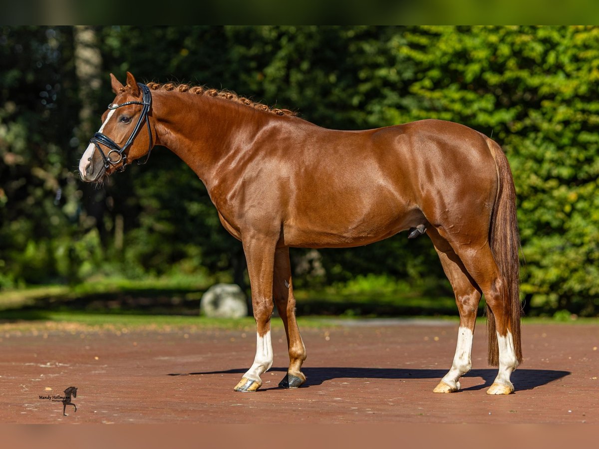 German Riding Pony Gelding 6 years 14,2 hh Chestnut-Red in Essen (Oldenburg)