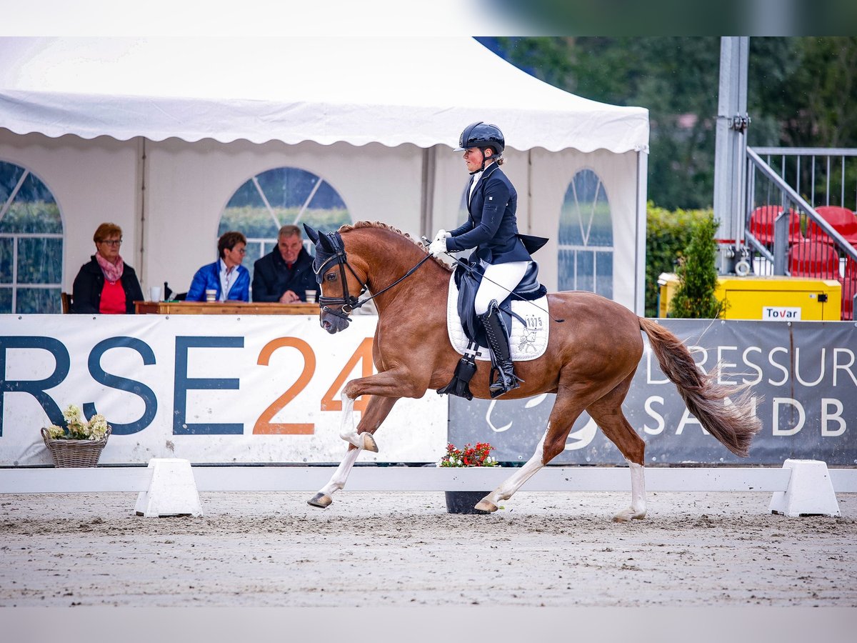 German Riding Pony Gelding 6 years 14,2 hh Chestnut-Red in Warendorf