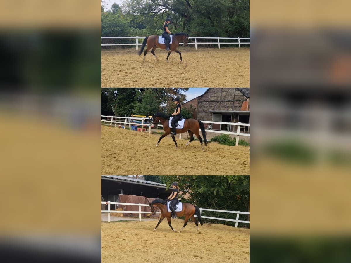 German Riding Pony Gelding 6 years 14,2 hh in Ratingen