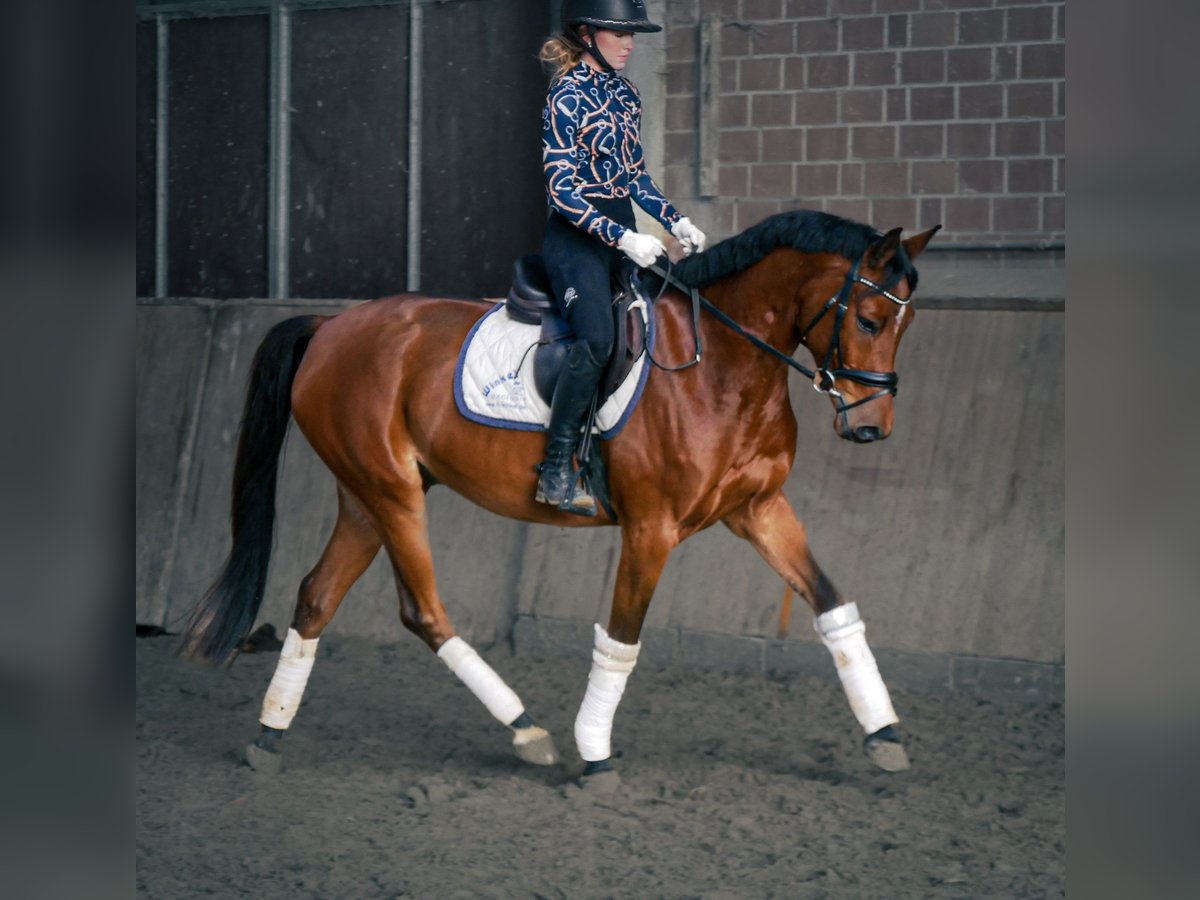 German Riding Pony Gelding 6 years 14,3 hh in Dorsten