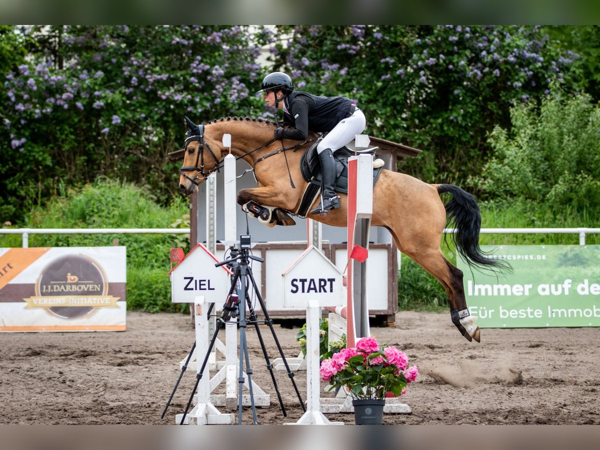 German Riding Pony Gelding 6 years 14 hh Buckskin in Lensahn