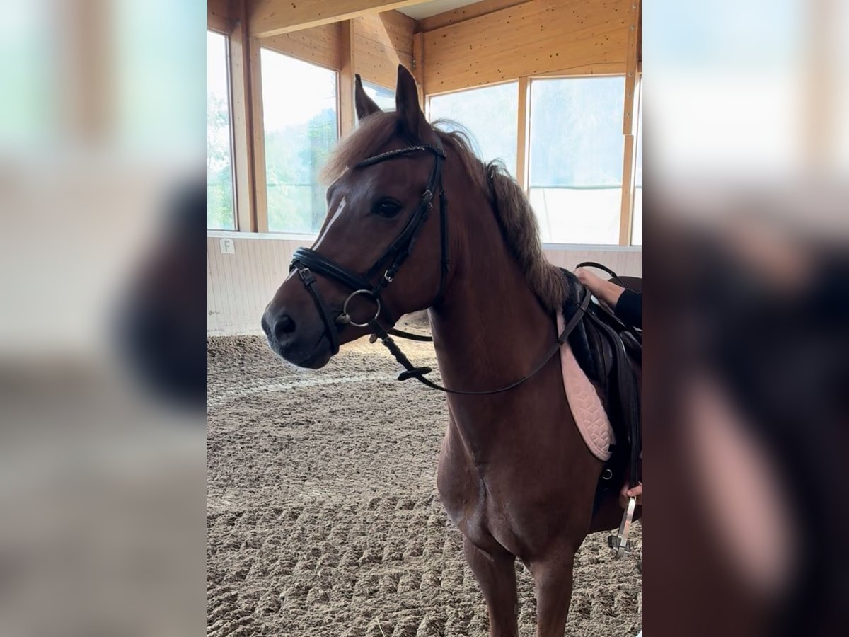 German Riding Pony Gelding 6 years 14 hh Chestnut-Red in Brixen