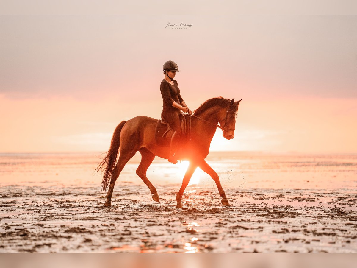 German Riding Pony Gelding 6 years 14,2 hh Bay-Dark in Ratingen