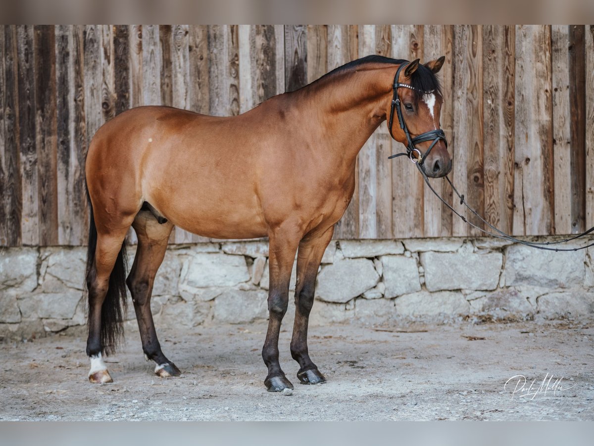 German Riding Pony Gelding 6 years 14,2 hh Brown in Rinchnach