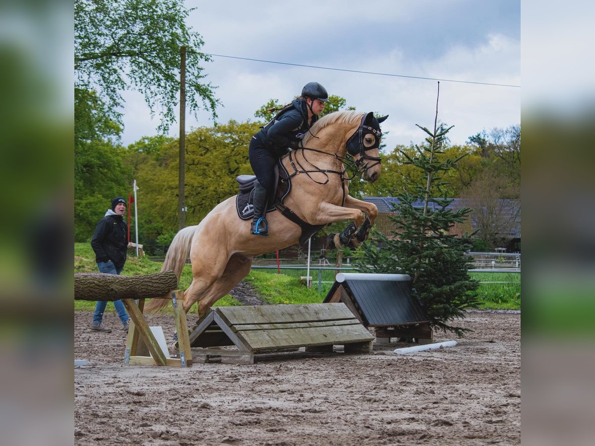 German Riding Pony Gelding 6 years 15,1 hh Palomino in Delmenhorst