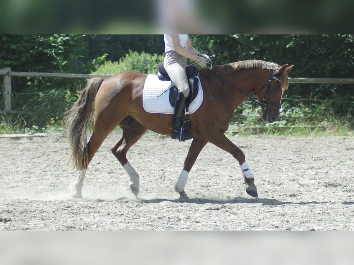 German Riding Pony Gelding 7 years 14,2 hh Chestnut-Red in Lüdersdorf