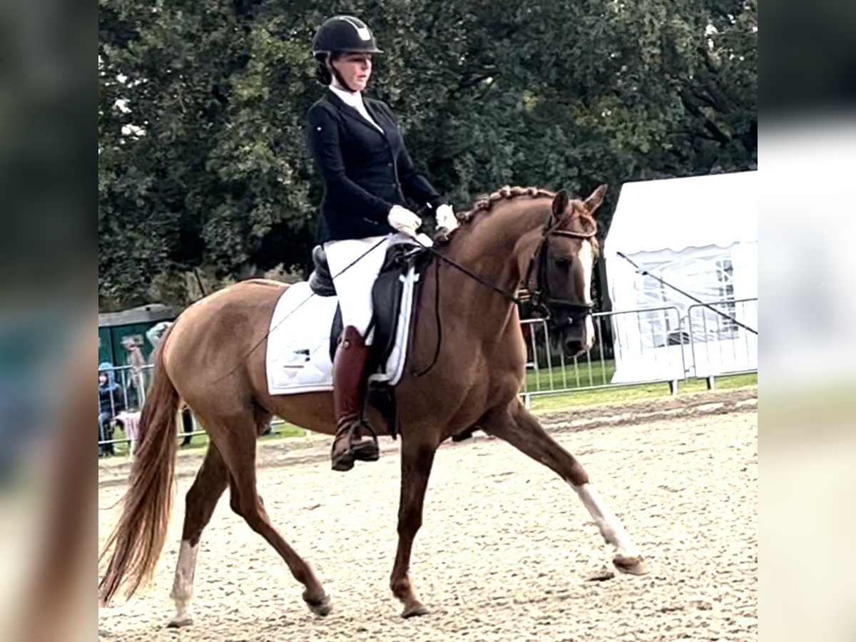 German Riding Pony Gelding 7 years 14,3 hh Chestnut-Red in Schwechatbach