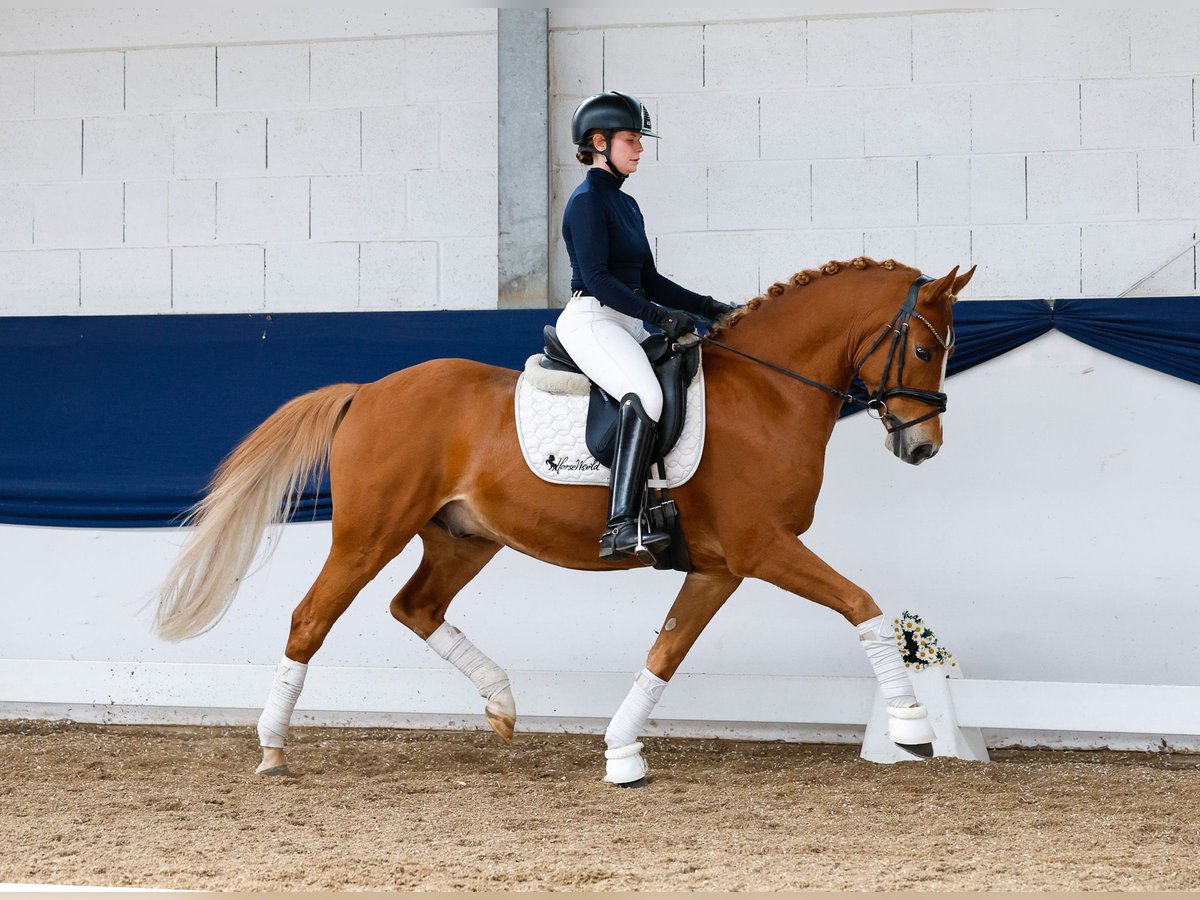 German Riding Pony Gelding 7 years 14,1 hh Chestnut-Red in Marsberg