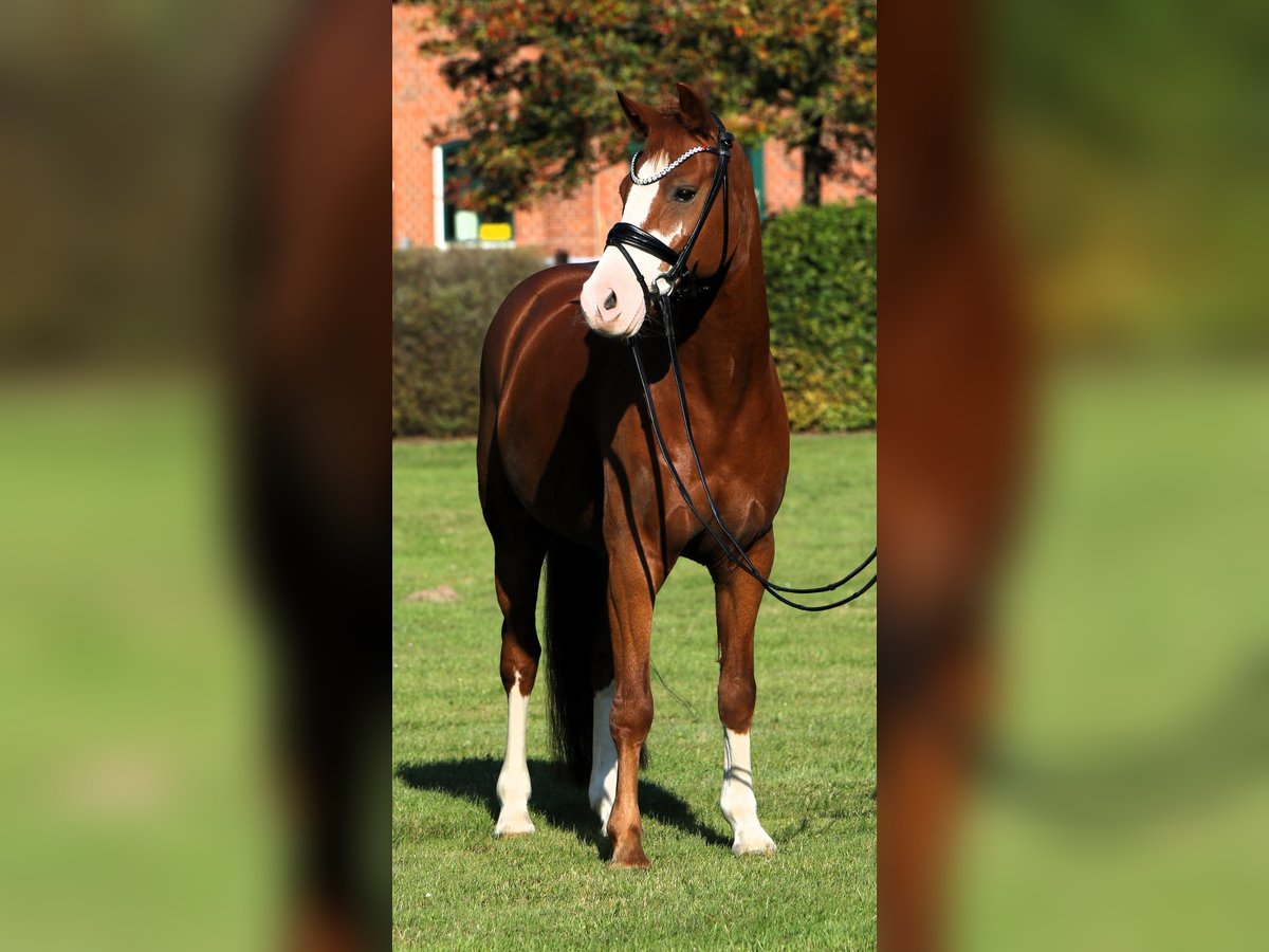 German Riding Pony Gelding 7 years 14,1 hh Chestnut-Red in Rehburg-Loccum M&#xFC;nchehagen