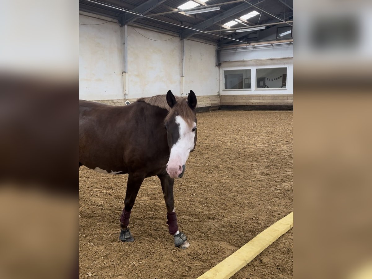 German Riding Pony Gelding 7 years 14,2 hh Chestnut in Offingen