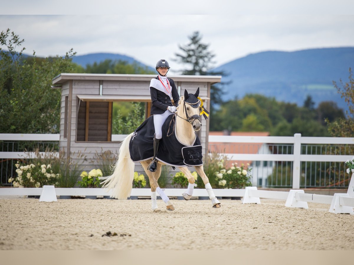 German Riding Pony Gelding 7 years 14,2 hh Palomino in Lengwil