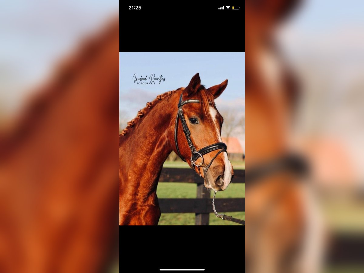 German Riding Pony Gelding 7 years 15,1 hh Chestnut-Red in Heusden zolder
