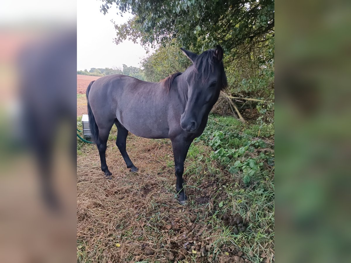 German Riding Pony Mix Gelding 8 years 13,2 hh Grullo in Gerstungen