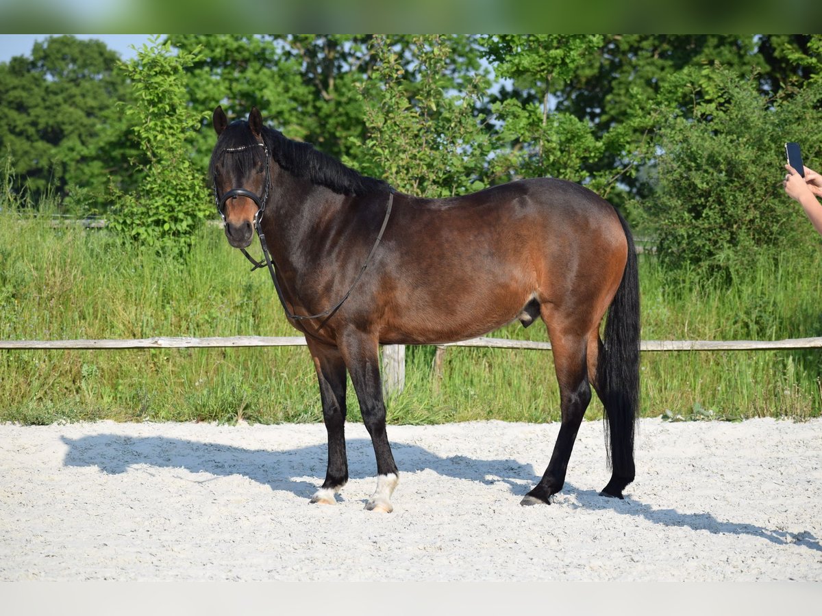 German Riding Pony Gelding 8 years 13,3 hh Brown in Bad Segeberg