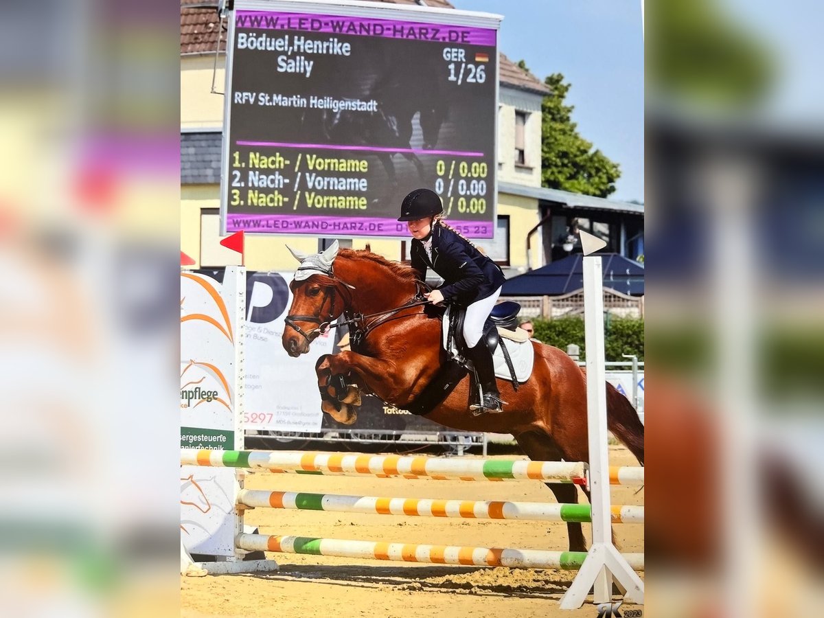 German Riding Pony Gelding 8 years 13,3 hh Chestnut-Red in Uder