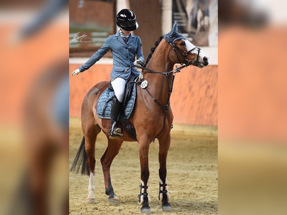 German Riding Pony Gelding 8 years 14,1 hh Chestnut-Red in Limburg an der Lahn