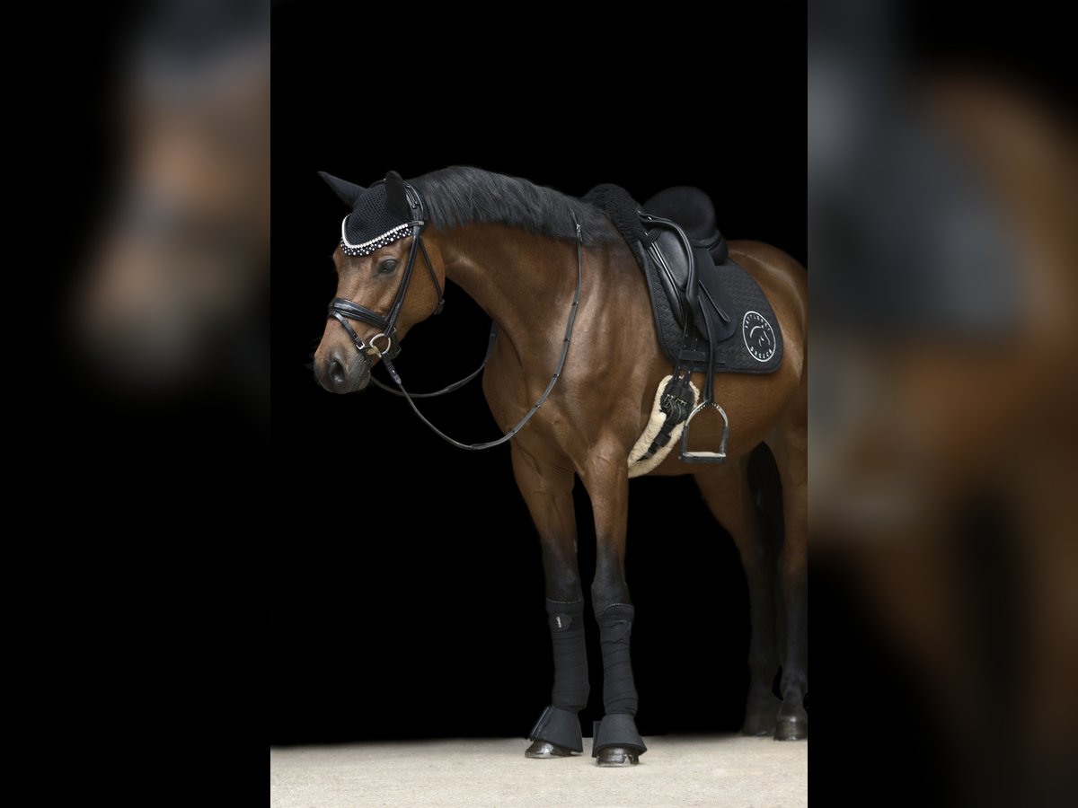 German Riding Pony Gelding 8 years 14,2 hh Brown in Selk