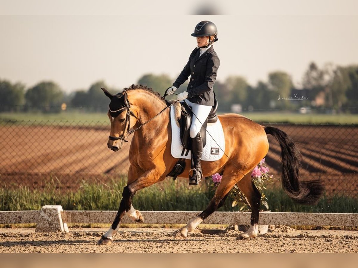 German Riding Pony Gelding 8 years 14,2 hh Dun in Mönchengladbach