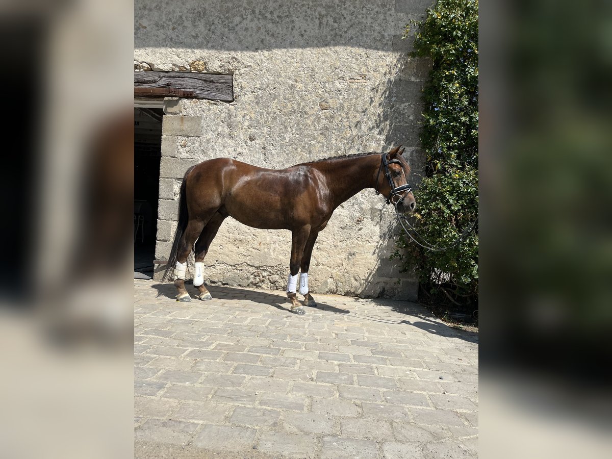 German Riding Pony Gelding 8 years 14 hh Chestnut in Continvoir