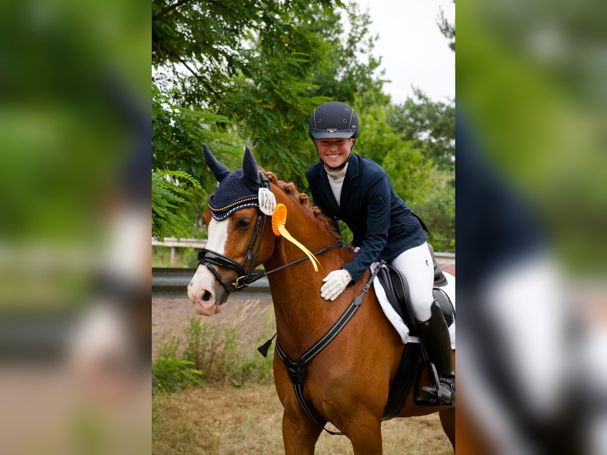German Riding Pony Gelding 8 years 14,1 hh Chestnut-Red in Wedemark