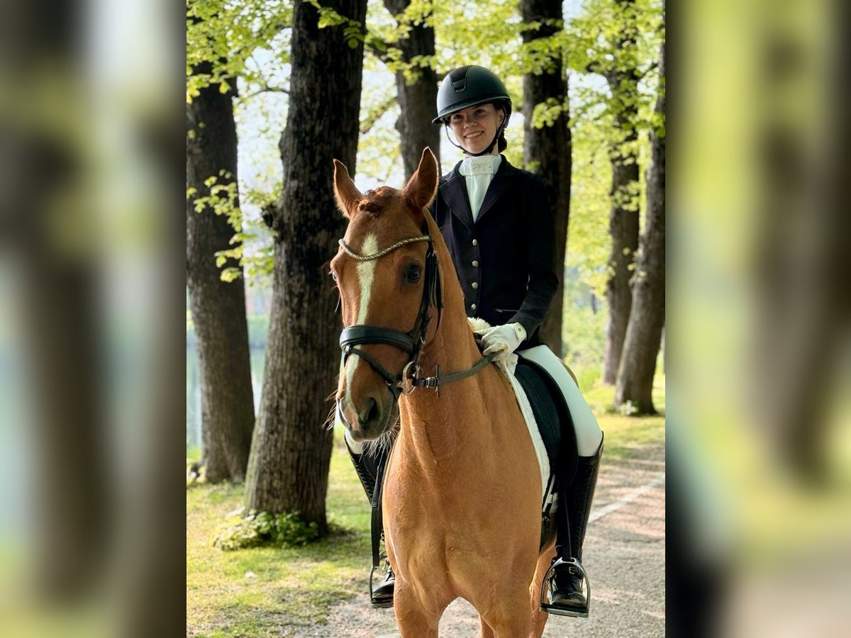 German Riding Pony Gelding 8 years 14,1 hh Chestnut-Red in T&#xF6;nisvorst