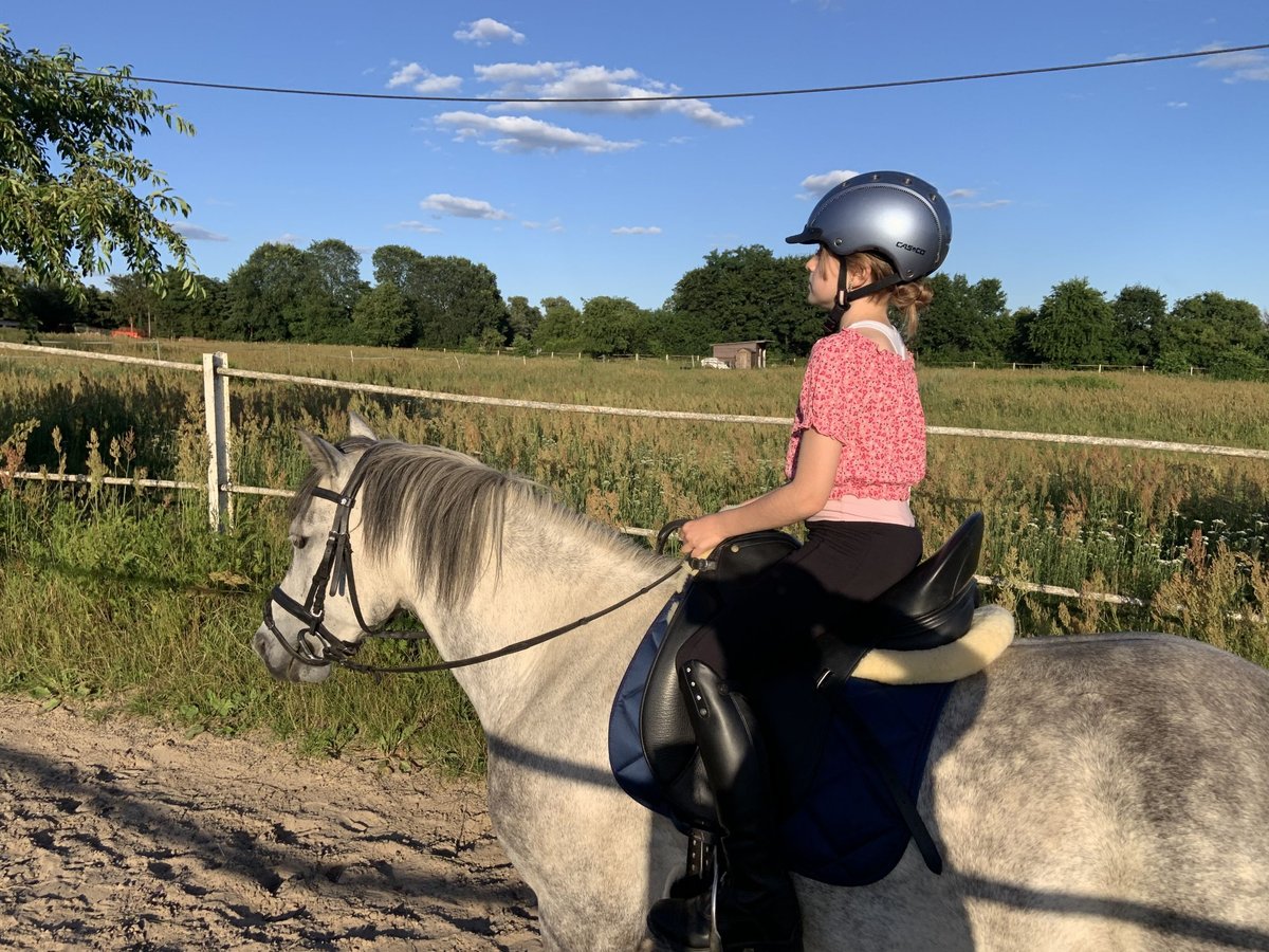 German Riding Pony Mix Gelding 8 years 14,1 hh Grey-Dapple in L&#xF6;wenberger Land