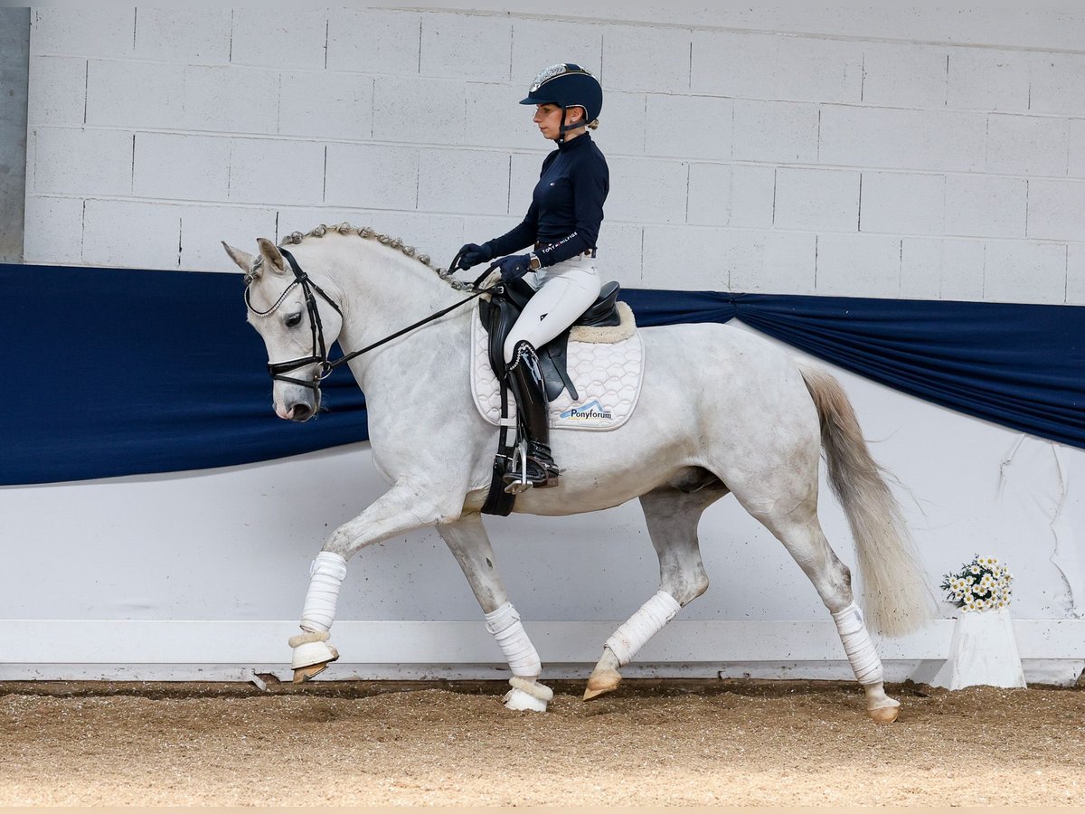 German Riding Pony Gelding 8 years 14,2 hh Gray in Marsberg