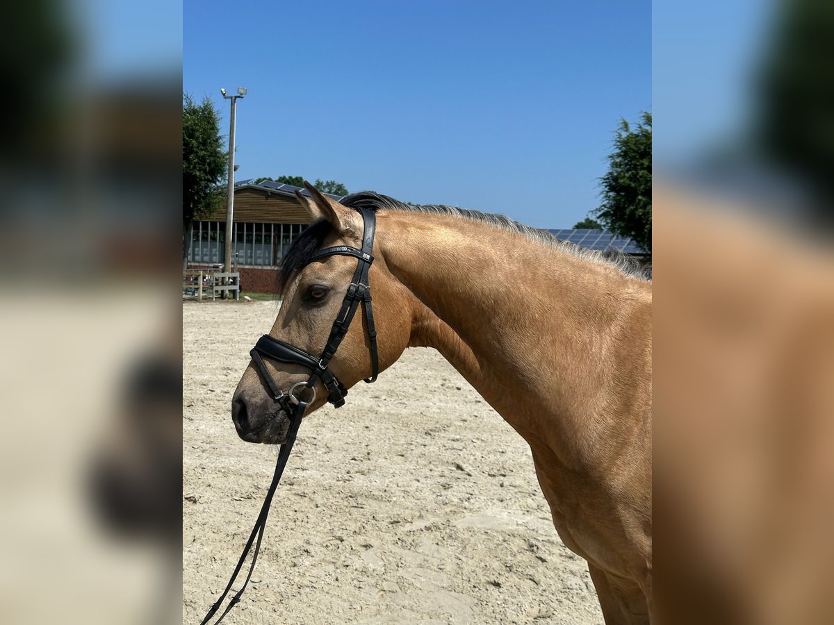 German Riding Pony Gelding 8 years 14,3 hh Buckskin in Ibbenb&#xFC;ren