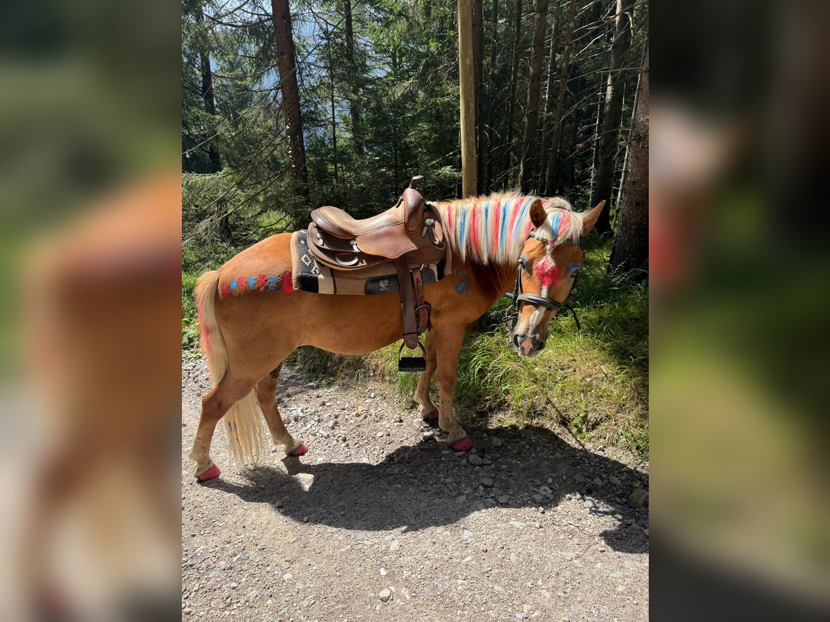 German Riding Pony Mix Gelding 9 years 13,1 hh Palomino in Maurach German Riding Pony Mix Gelding 9 years 13,1 hh Palomino in Maurach