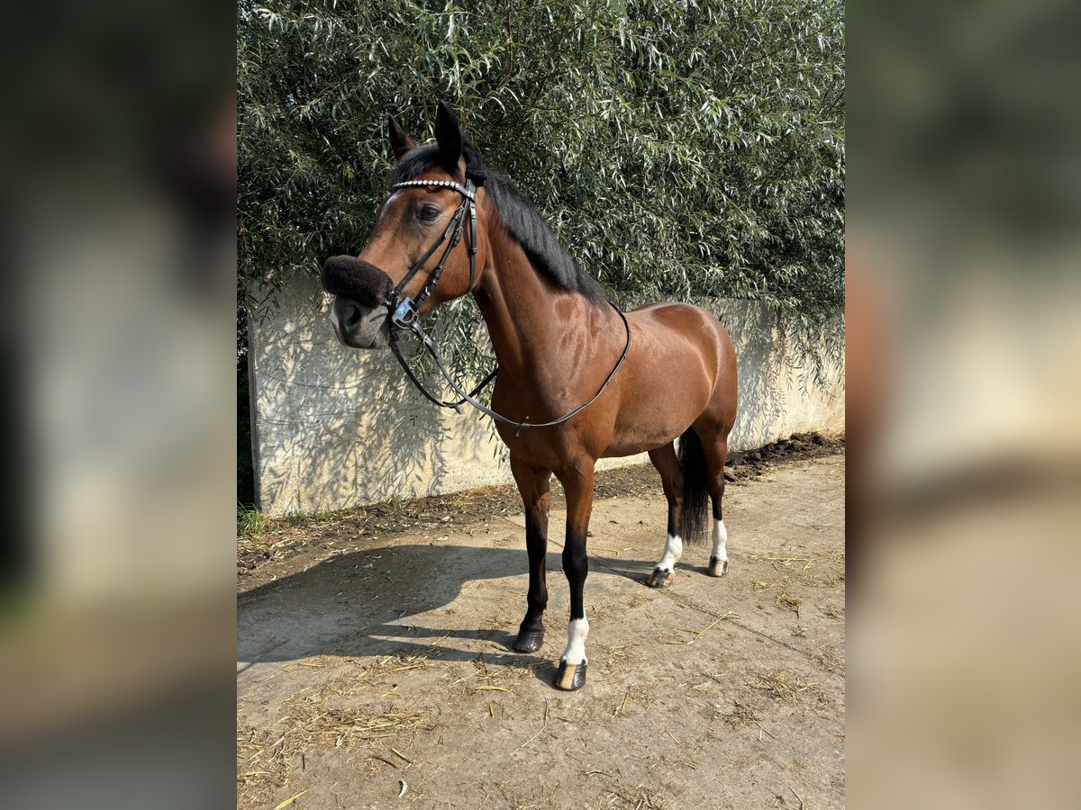 German Riding Pony Gelding 9 years 14,1 hh Brown in Rees