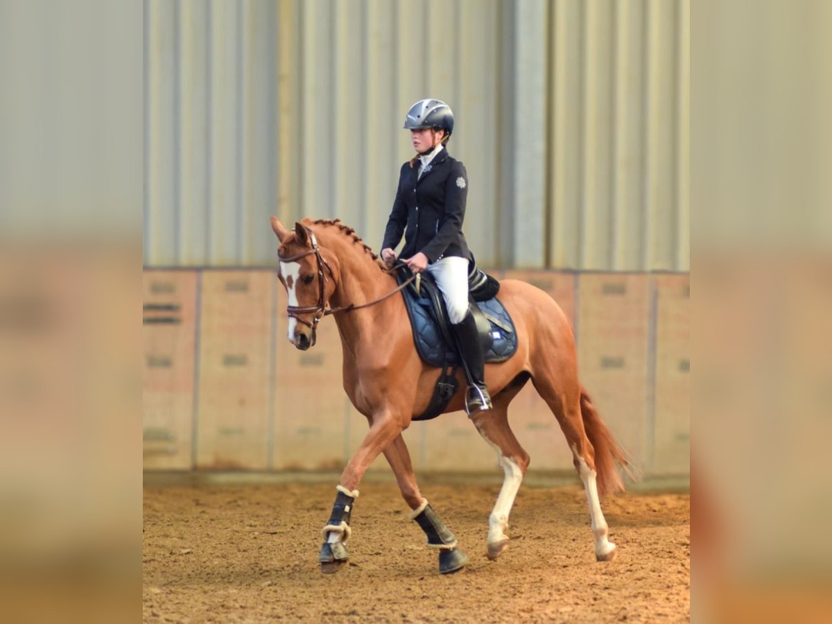 German Riding Pony Gelding 9 years 14,1 hh Chestnut-Red in Neustadt (Wied)