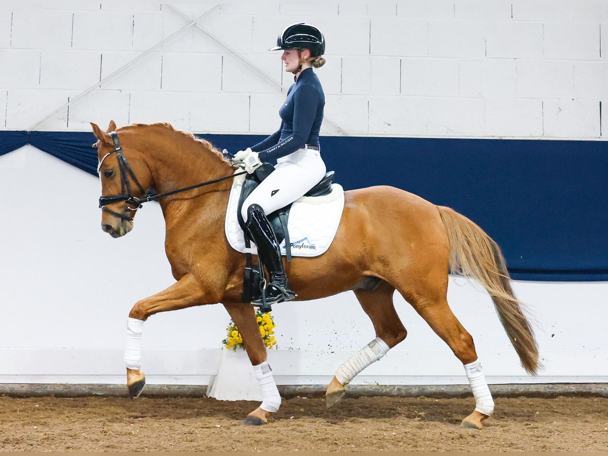 German Riding Pony Gelding 9 years 14,1 hh Chestnut-Red in Marsberg