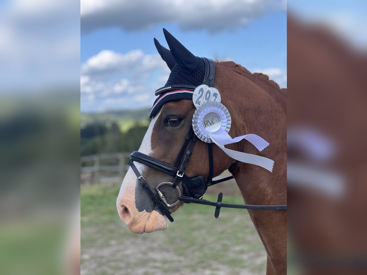 German Riding Pony Gelding 9 years 14,1 hh Chestnut-Red in Wermelskirchen